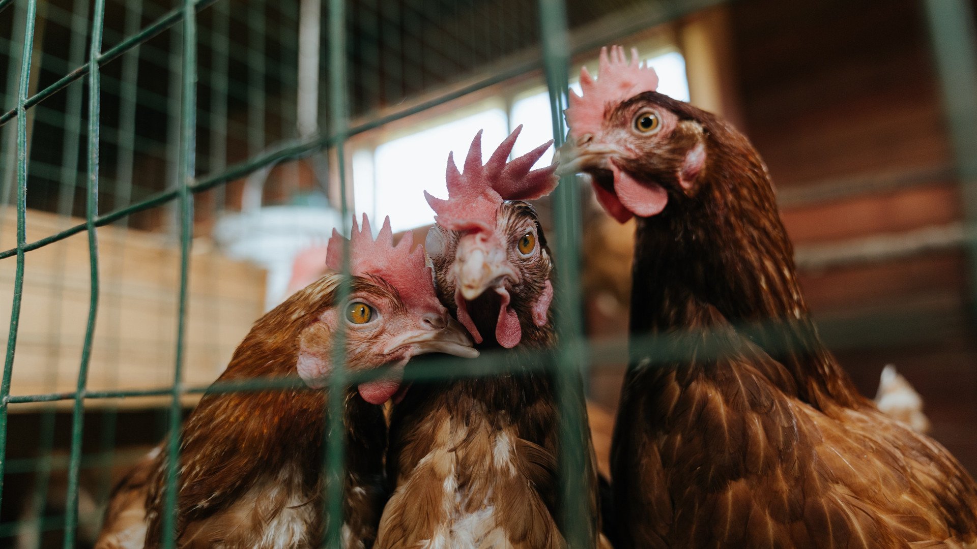 FB体育娱乐-强强对话，两支球队在激烈争夺胜利，两个强队比赛叫什么词