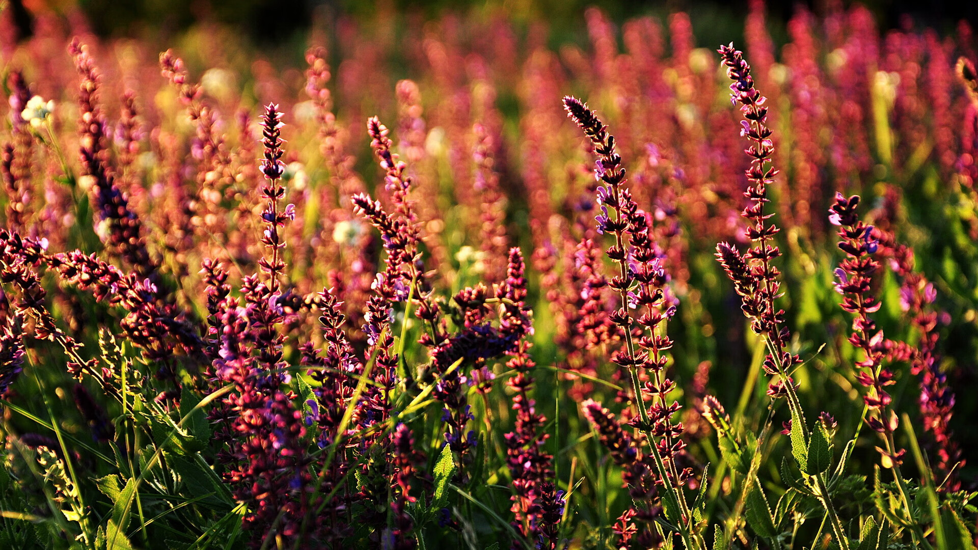 FB体育-斯图加特球队获胜，士气高昂迎接下一场比赛，斯图加特足球俱乐部百科