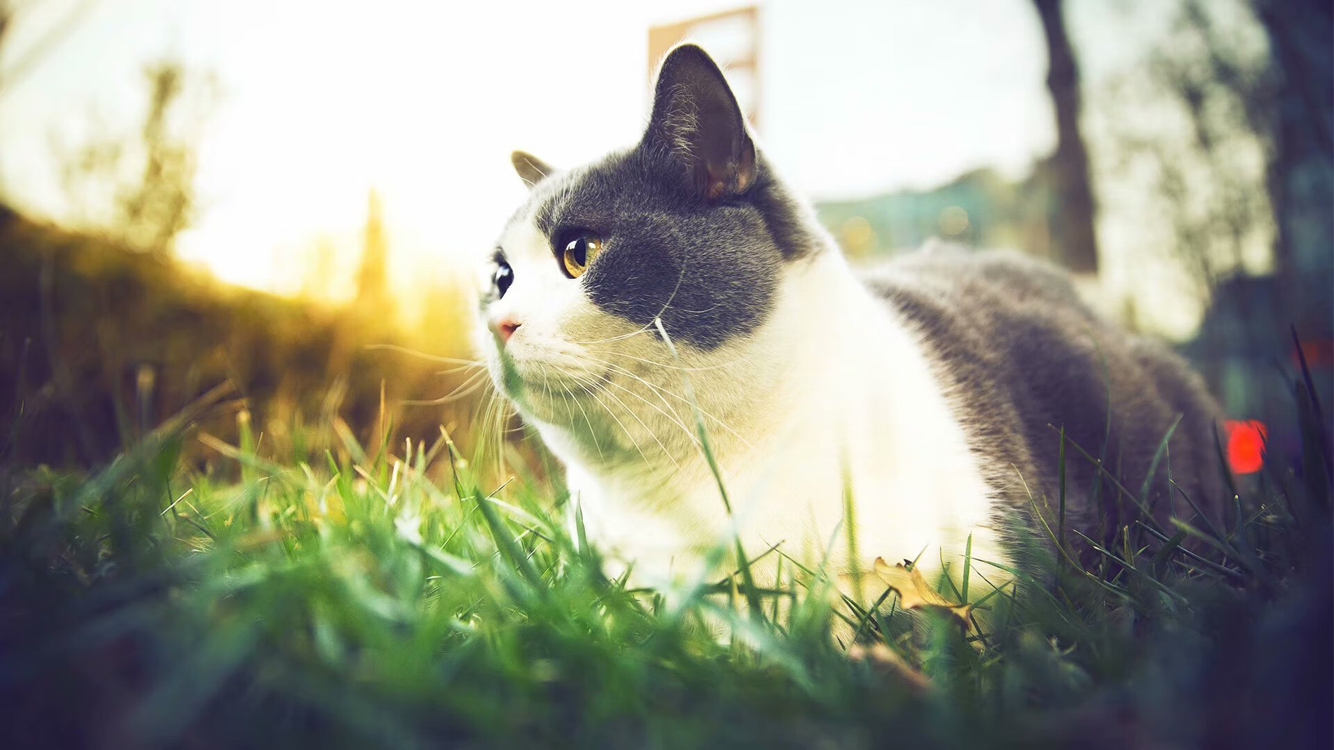 FB体育注册网址-英超球员赛场应激反应对技术动作稳定性的影响,英超门将扑救